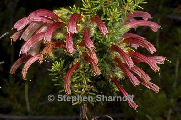 erica glandulosa 2 graphic